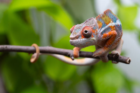 Ambilobe From "Fiadanana" (AKA Tranquility) x "Fohy-mofo" (AKA Shortbread) - Hatched March - April 2026 - Male #8