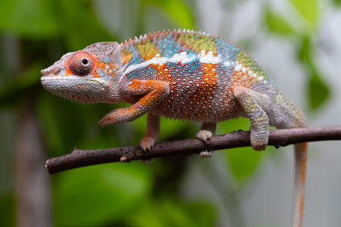 Ambilobe From "Fiadanana" (AKA Tranquility) x "Fohy-mofo" (AKA Shortbread) - Hatched March - April 2026 - Male #8