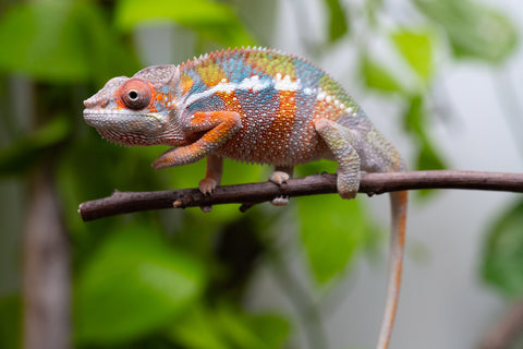 Ambilobe From "Fiadanana" (AKA Tranquility) x "Fohy-mofo" (AKA Shortbread) - Hatched March - April 2026 - Male #8