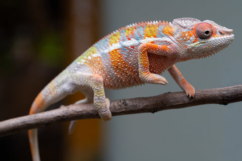 Ambilobe From "Fiadanana" (AKA Tranquility) x "Fohy-mofo" (AKA Shortbread) - Hatched March - April 2026 - Male #8