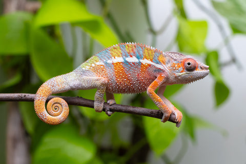 Ambilobe From "Fiadanana" (AKA Tranquility) x "Fohy-mofo" (AKA Shortbread) - Hatched March - April 2026 - Male #8