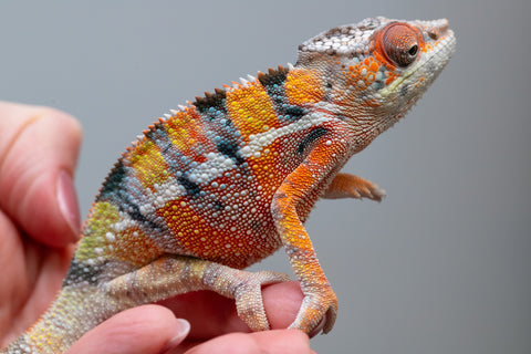 Ambilobe From "Fiadanana" (AKA Tranquility) x "Fohy-mofo" (AKA Shortbread) - Hatched March - April 2026 - Male #8