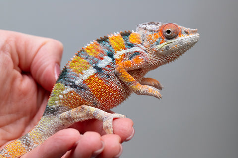Ambilobe From "Fiadanana" (AKA Tranquility) x "Fohy-mofo" (AKA Shortbread) - Hatched March - April 2026 - Male #8