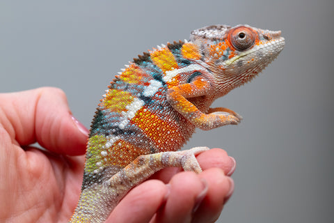 Ambilobe From "Fiadanana" (AKA Tranquility) x "Fohy-mofo" (AKA Shortbread) - Hatched March - April 2026 - Male #8