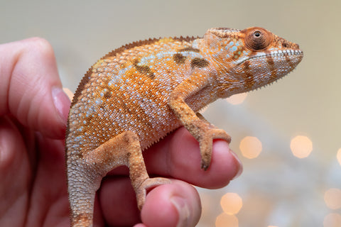 Holdbacks/Individuals: Ambilobe offspring from "Fiadanana" (AKA Tranquility) x "Fohy-mofo" (AKA Shortbread) - Hatched Sept 2025  - Female #1