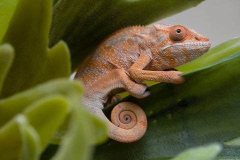 Holdbacks/Individuals: Ambilobe offspring from "Fiadanana" (AKA Tranquility) x "Fohy-mofo" (AKA Shortbread) - Hatched Sept 2025  - Female #1