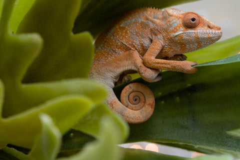 Holdbacks/Individuals: Ambilobe offspring from "Fiadanana" (AKA Tranquility) x "Fohy-mofo" (AKA Shortbread) - Hatched Sept 2025  - Female #1