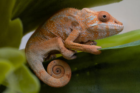 Holdbacks/Individuals: Ambilobe offspring from "Fiadanana" (AKA Tranquility) x "Fohy-mofo" (AKA Shortbread) - Hatched Sept 2025  - Female #1