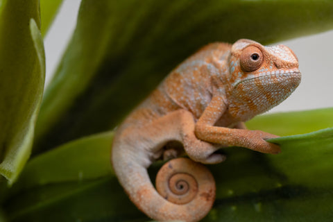 Holdbacks/Individuals: Ambilobe offspring from "Fiadanana" (AKA Tranquility) x "Fohy-mofo" (AKA Shortbread) - Hatched Sept 2025  - Female #1