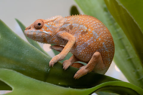 Holdbacks/Individuals: Ambilobe offspring from "Fiadanana" (AKA Tranquility) x "Fohy-mofo" (AKA Shortbread) - Hatched Sept 2025  - Female #1