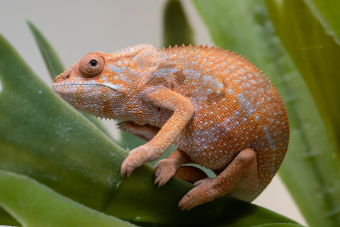 Holdbacks/Individuals: Ambilobe offspring from "Fiadanana" (AKA Tranquility) x "Fohy-mofo" (AKA Shortbread) - Hatched Sept 2025  - Female #1