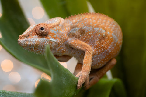 Holdbacks/Individuals: Ambilobe offspring from "Fiadanana" (AKA Tranquility) x "Fohy-mofo" (AKA Shortbread) - Hatched Sept 2025  - Female #1