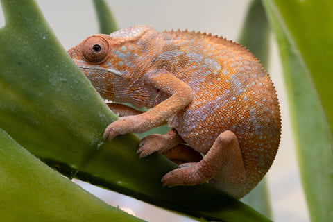 Holdbacks/Individuals: Ambilobe offspring from "Fiadanana" (AKA Tranquility) x "Fohy-mofo" (AKA Shortbread) - Hatched Sept 2025  - Female #1