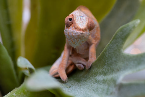 Holdbacks/Individuals: Ambilobe offspring from "Fiadanana" (AKA Tranquility) x "Fohy-mofo" (AKA Shortbread) - Hatched Sept 2025  - Female #1