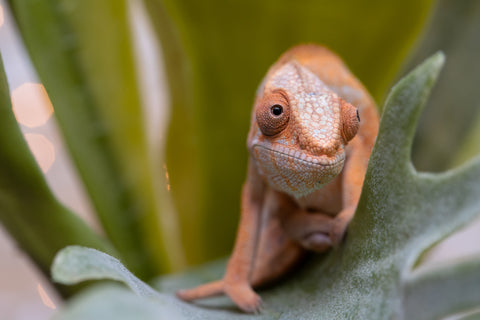 Holdbacks/Individuals: Ambilobe offspring from "Fiadanana" (AKA Tranquility) x "Fohy-mofo" (AKA Shortbread) - Hatched Sept 2025  - Female #1