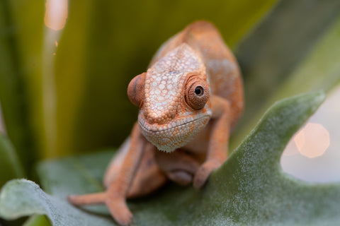 Holdbacks/Individuals: Ambilobe offspring from "Fiadanana" (AKA Tranquility) x "Fohy-mofo" (AKA Shortbread) - Hatched Sept 2025  - Female #1