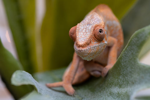Holdbacks/Individuals: Ambilobe offspring from "Fiadanana" (AKA Tranquility) x "Fohy-mofo" (AKA Shortbread) - Hatched Sept 2025  - Female #1