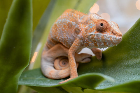 Holdbacks/Individuals: Ambilobe offspring from "Fiadanana" (AKA Tranquility) x "Fohy-mofo" (AKA Shortbread) - Hatched Sept 2025  - Female #1