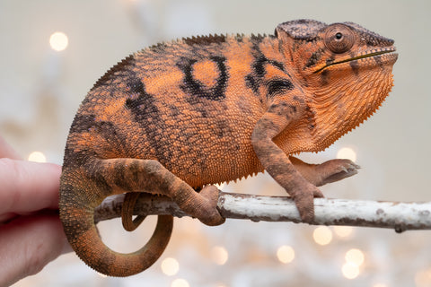 Holdbacks/Individuals: Ambilobe Offspring From "Fiadanana" (AKA Tranquility) x "Fohy-mofo" (AKA Shortbread) - Hatched Sept 2025  - Female #2