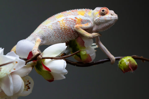 Holdbacks/Individuals: "Pick of Litter" Ambilobe offspring from "Fiadanana" (AKA Tranquility) x "Fohy-mofo" (AKA Shortbread) - Hatched Sept 2025  - Male #1