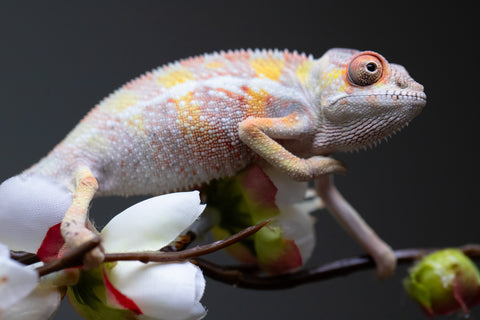 Holdbacks/Individuals: "Pick of Litter" Ambilobe offspring from "Fiadanana" (AKA Tranquility) x "Fohy-mofo" (AKA Shortbread) - Hatched Sept 2025  - Male #1