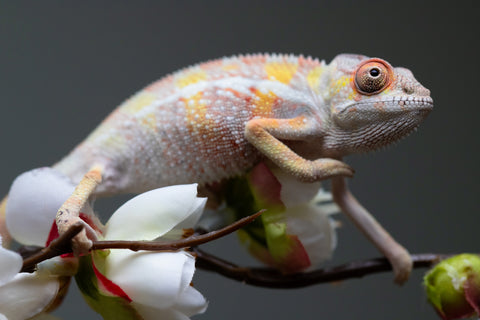 Holdbacks/Individuals: "Pick of Litter" Ambilobe offspring from "Fiadanana" (AKA Tranquility) x "Fohy-mofo" (AKA Shortbread) - Hatched Sept 2025  - Male #1