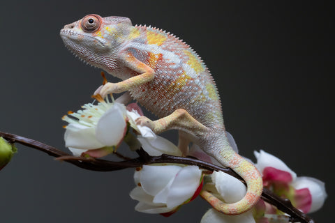 Holdbacks/Individuals: "Pick of Litter" Ambilobe offspring from "Fiadanana" (AKA Tranquility) x "Fohy-mofo" (AKA Shortbread) - Hatched Sept 2025  - Male #1