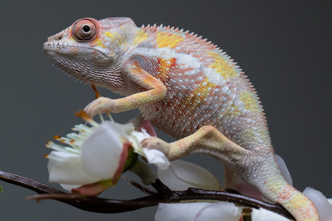 Holdbacks/Individuals: "Pick of Litter" Ambilobe offspring from "Fiadanana" (AKA Tranquility) x "Fohy-mofo" (AKA Shortbread) - Hatched Sept 2025  - Male #1