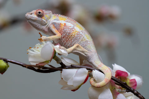 Holdbacks/Individuals: "Pick of Litter" Ambilobe offspring from "Fiadanana" (AKA Tranquility) x "Fohy-mofo" (AKA Shortbread) - Hatched Sept 2025  - Male #1