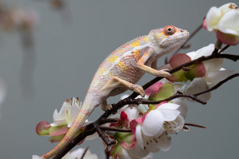 Holdbacks/Individuals: "Pick of Litter" Ambilobe offspring from "Fiadanana" (AKA Tranquility) x "Fohy-mofo" (AKA Shortbread) - Hatched Sept 2025  - Male #1