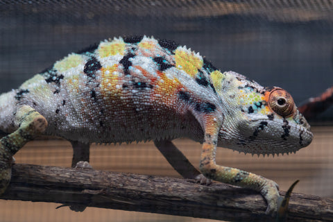 Holdbacks/Individuals: "Pick of Litter" Ambilobe offspring from "Fiadanana" (AKA Tranquility) x "Fohy-mofo" (AKA Shortbread) - Hatched Sept 2025  - Male #1