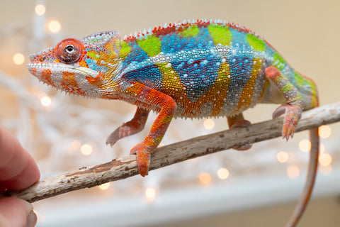 Holdbacks/Individuals: Ambilobe offspring from "Fiadanana" (AKA Tranquility) x "Fohy-mofo" (AKA Shortbread) - Hatched Sept 2025  - Male #2