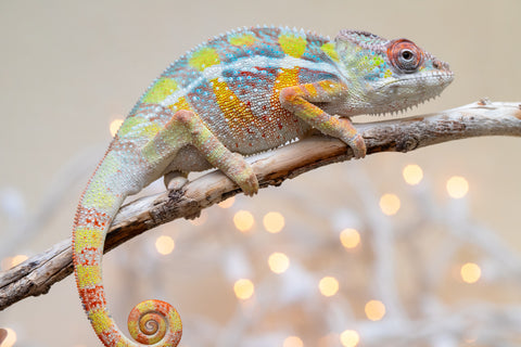 Holdbacks/Individuals: Ambilobe offspring from "Fiadanana" (AKA Tranquility) x "Fohy-mofo" (AKA Shortbread) - Hatched Sept 2025  - Male #2