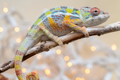 Holdbacks/Individuals: Ambilobe offspring from "Fiadanana" (AKA Tranquility) x "Fohy-mofo" (AKA Shortbread) - Hatched Sept 2025  - Male #2