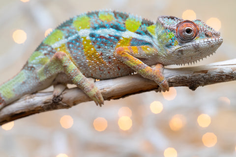 Holdbacks/Individuals: Ambilobe offspring from "Fiadanana" (AKA Tranquility) x "Fohy-mofo" (AKA Shortbread) - Hatched Sept 2025  - Male #2