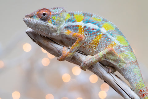 Holdbacks/Individuals: Ambilobe offspring from "Fiadanana" (AKA Tranquility) x "Fohy-mofo" (AKA Shortbread) - Hatched Sept 2025  - Male #2