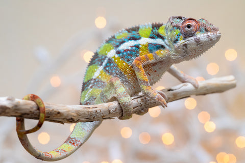 Holdbacks/Individuals: Ambilobe offspring from "Fiadanana" (AKA Tranquility) x "Fohy-mofo" (AKA Shortbread) - Hatched Sept 2025  - Male #2