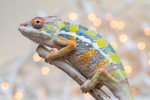 Holdbacks/Individuals: Ambilobe offspring from "Fiadanana" (AKA Tranquility) x "Fohy-mofo" (AKA Shortbread) - Hatched Sept 2025  - Male #2