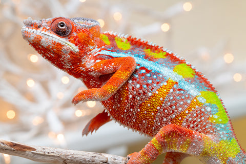 Holdbacks/Individuals: Ambilobe offspring from "Fiadanana" (AKA Tranquility) x "Fohy-mofo" (AKA Shortbread) - Hatched Sept 2025  - Male #3