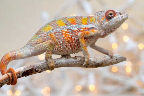 Holdbacks/Individuals: Ambilobe offspring from "Fiadanana" (AKA Tranquility) x "Fohy-mofo" (AKA Shortbread) - Hatched Sept 2025  - Male #3