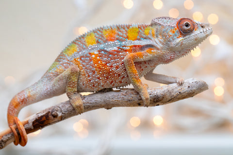 Holdbacks/Individuals: Ambilobe offspring from "Fiadanana" (AKA Tranquility) x "Fohy-mofo" (AKA Shortbread) - Hatched Sept 2025  - Male #3