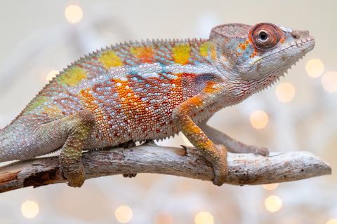 Holdbacks/Individuals: Ambilobe offspring from "Fiadanana" (AKA Tranquility) x "Fohy-mofo" (AKA Shortbread) - Hatched Sept 2025  - Male #3