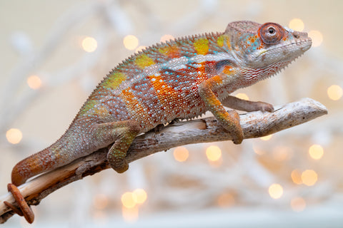 Holdbacks/Individuals: Ambilobe offspring from "Fiadanana" (AKA Tranquility) x "Fohy-mofo" (AKA Shortbread) - Hatched Sept 2025  - Male #3