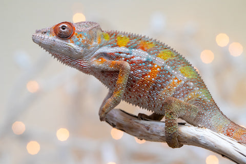 Holdbacks/Individuals: Ambilobe offspring from "Fiadanana" (AKA Tranquility) x "Fohy-mofo" (AKA Shortbread) - Hatched Sept 2025  - Male #3