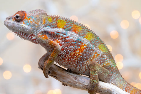 Holdbacks/Individuals: Ambilobe offspring from "Fiadanana" (AKA Tranquility) x "Fohy-mofo" (AKA Shortbread) - Hatched Sept 2025  - Male #3