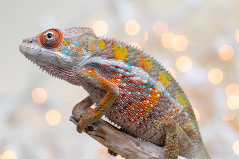 Holdbacks/Individuals: Ambilobe offspring from "Fiadanana" (AKA Tranquility) x "Fohy-mofo" (AKA Shortbread) - Hatched Sept 2025  - Male #3