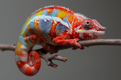 Holdbacks/Individuals: Ambilobe Offspring From "Fiadanana" (AKA Tranquility) x "Fohy-mofo" (AKA Shortbread) - Hatched Sept 2025  - Male #4