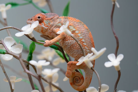 Holdbacks/Individuals: Ambilobe offspring from "Fiadanana" (AKA Tranquility) x "Kadoa-manomeo" (AKA Gift Giver) - Hatched Aug/Sept 2025 - Female #1