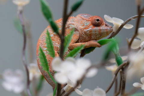 Holdbacks/Individuals: Ambilobe offspring from "Fiadanana" (AKA Tranquility) x "Kadoa-manomeo" (AKA Gift Giver) - Hatched Aug/Sept 2025 - Female #1