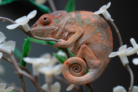 Holdbacks/Individuals: Ambilobe offspring from "Fiadanana" (AKA Tranquility) x "Kadoa-manomeo" (AKA Gift Giver) - Hatched Aug/Sept 2025 - Female #1